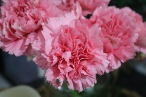 dianthus-carnation-flower
