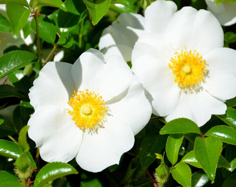 cherokee-rose-flower