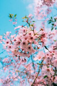 cherry-blossom-flower