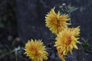 chrysanthemum-flowers