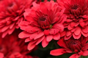 red-chrysanthemum-flower