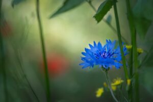 blue-cornflower