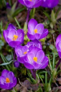 purple-crocus-flower