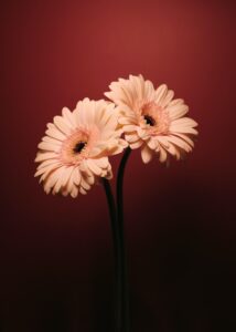 gerbera-daisy-flower