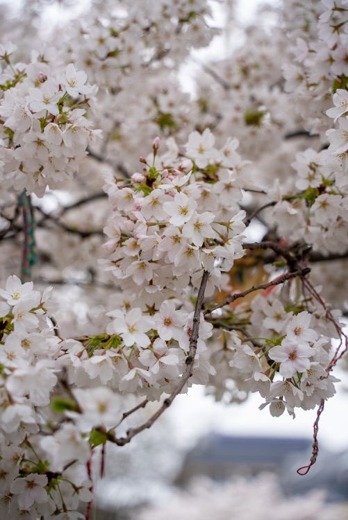 white-apple-blossom-tree