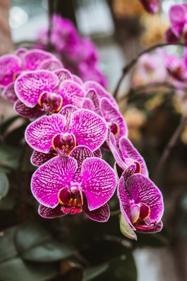 pink-orchids-bouquet