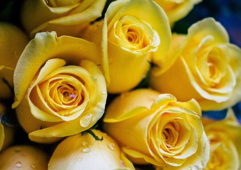 yellow-rose-bouquet