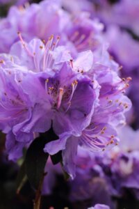 purple-rhododendron-flower