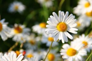 white-daisy-flower-yellow