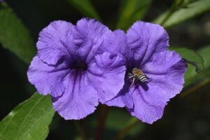 purple-petunia-flower