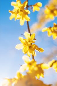 forsythia-yellow-flower
