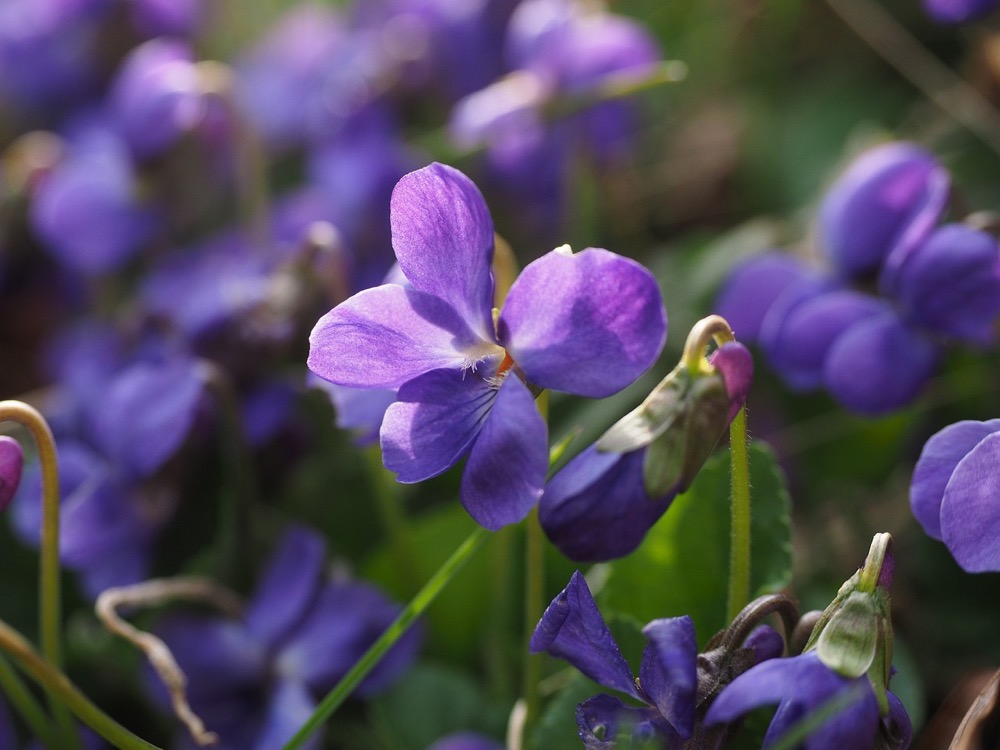purple-violet-illinois-state-flower