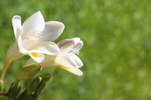 white-freesia-flower