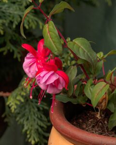 red-fuschia-flower