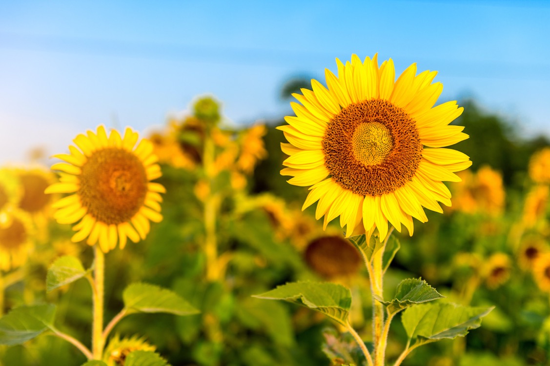 kansas-state-flower-sunflower