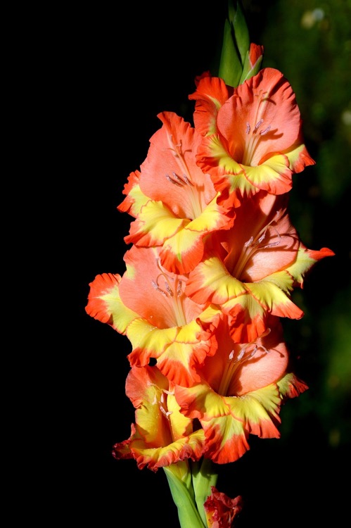 gladiolus-flower-orange