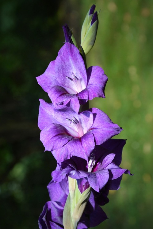 gladiolus-flower