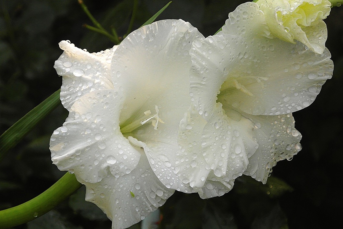 gladiolus-white-flower