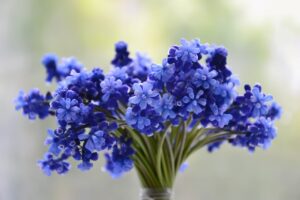 grape-hyacinth-flowers