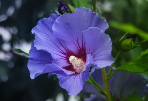 hibiscus-flower