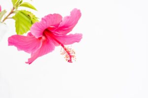 pink-hibiscus-flower