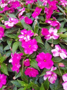 pink-impatiens-flowers