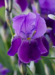 purple-iris-flower
