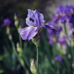 iris-flowers