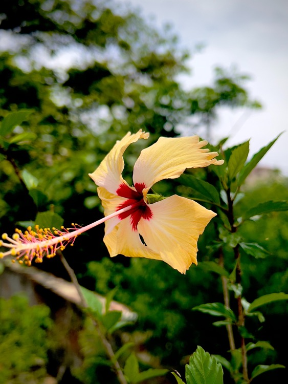 yellow-hibiscus-hawaii