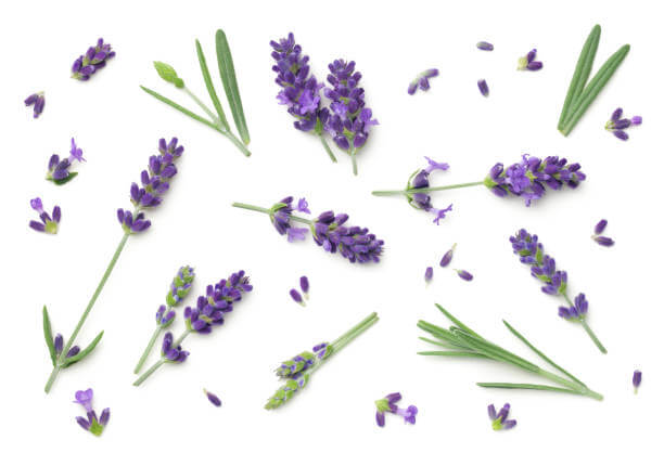 lavender-flowers-white-background