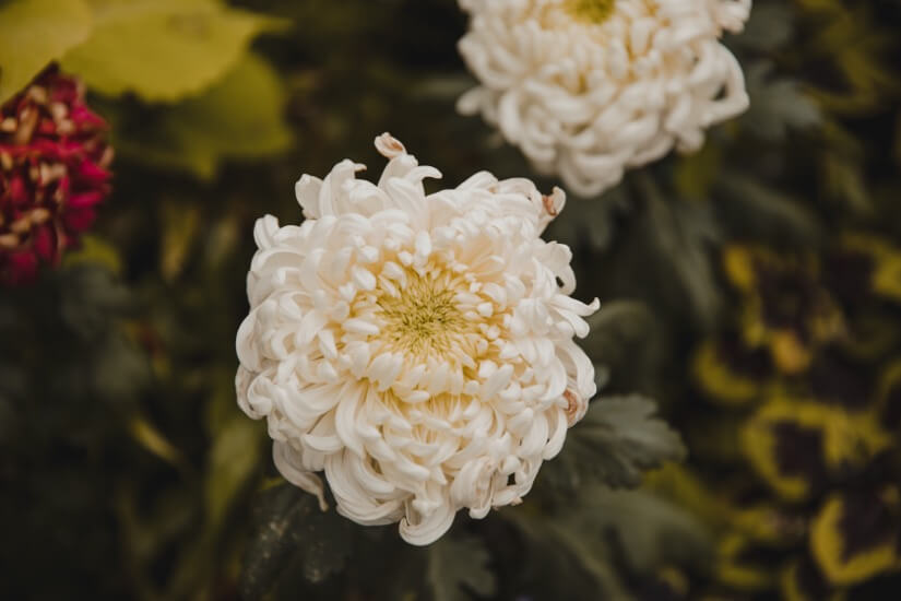 white-dahlia-flower