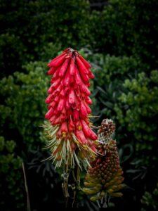 kniphofia-red-flower