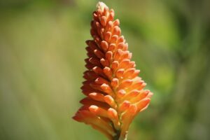 kniphofia-flower