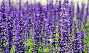 purple-lavender-field