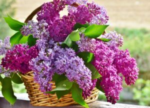 lilac-flower-bouquets
