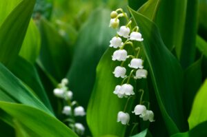 white-lily-of-the-valley