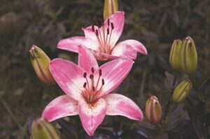 stargazer-lily-flower