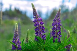 purple-lupine-flower