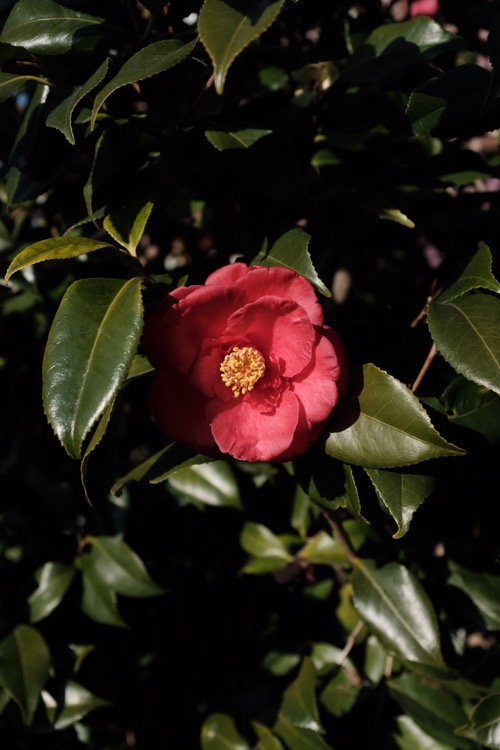 alabama-state-flower-camellia
