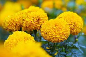 yellow-marigold-flowers