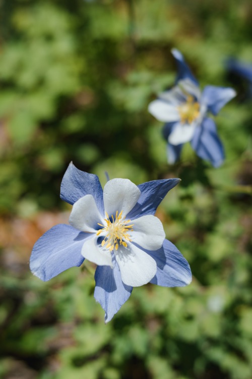 blue-columbine-flowers