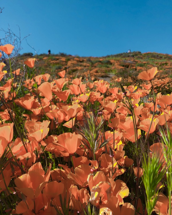 california-orange-poppy