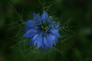 blue-nigella-flower