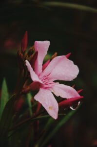 pink-oleander-flower