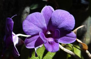 purple-orchid-flower
