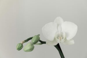 white-orchid-flower