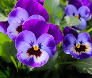 purple-pansy-flower