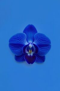 blue-passion-flower