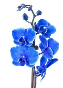 blue-orchid-flowers