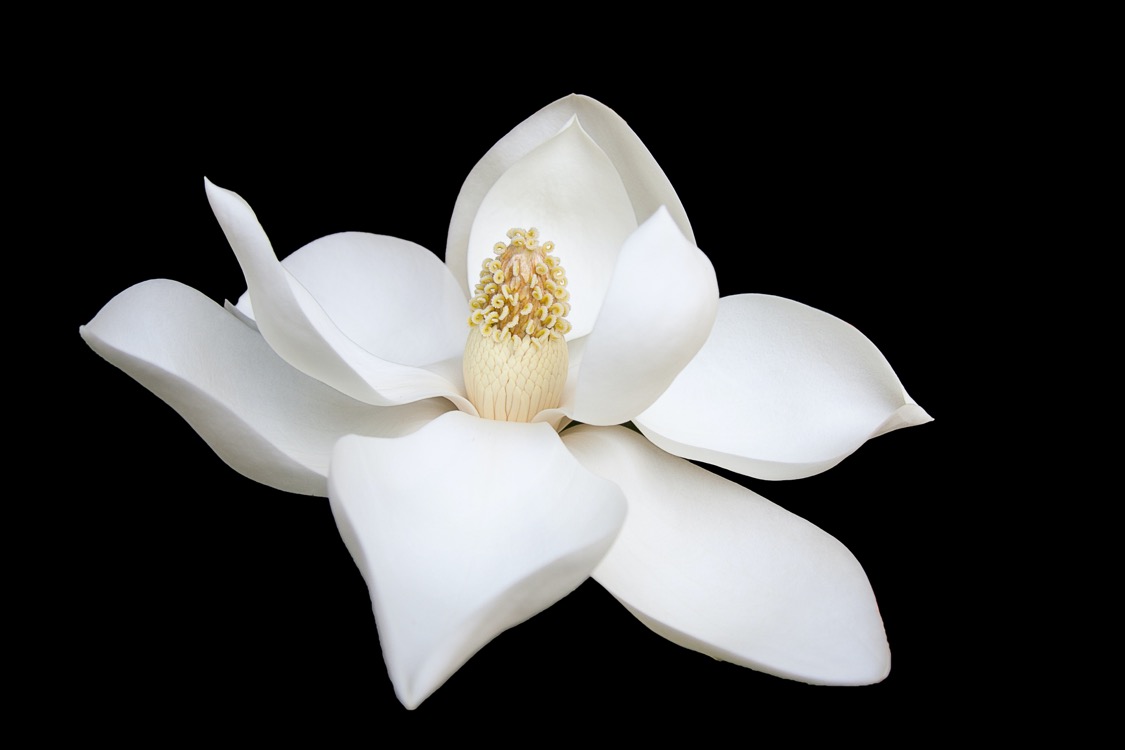 magnolia-louisiana-state-flower
